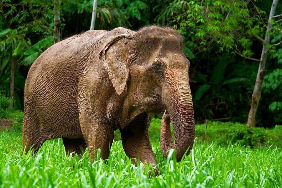Phuket: Elephant Nature Reserve Entry Ticket and Guided Tour - Food Prep and Feeding: Helping Out Without Forcing Contact