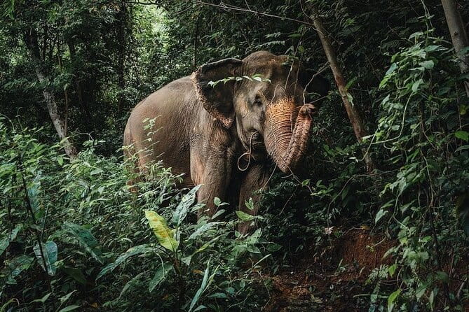 Phuket Elephant Nature Reserve Ethical Sanctuary - Phuket Elephant Nature Reserve: jungle observation and watering-hole time