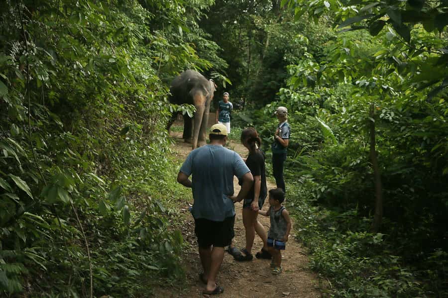 Phuket Elephant Nature Reserve - Half Day Elephant Adventure - What Makes Phuket Elephant Nature Reserve Different (No Riding, No Bathing)
