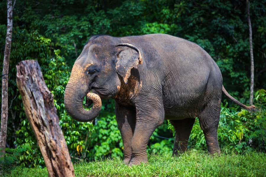 Phuket Elephant Nature Reserve - Half Day Elephant Adventure - The Elephant Kitchen Cooking Demo and Lunch (Vegetarian Thai, Vegan Option)