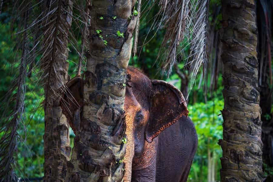 Phuket Elephant Nature Reserve - Half Day Elephant Adventure - Price and Value: What $96 Really Covers