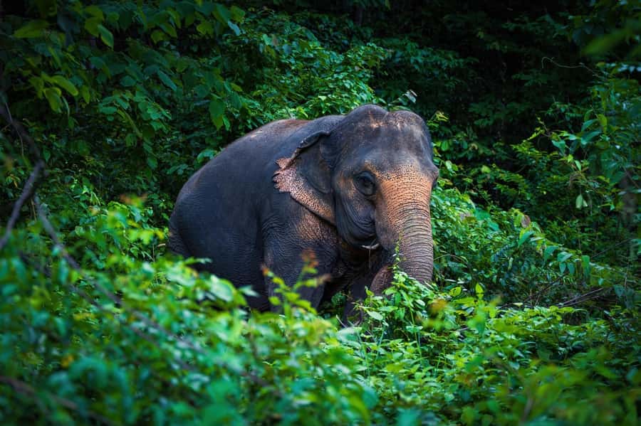 Phuket Elephant Nature Reserve - Half Day Elephant Adventure - Where This Fits Best (And Who Should Skip It)