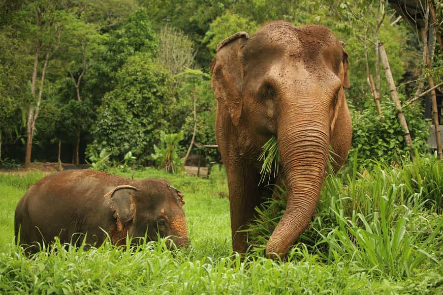 Phuket Elephant Nature Reserve - Half Day Elephant Adventure - Meet the Elephants: Lotus, Bow, Thonglor, Nong Tang, Mae Boon Lai