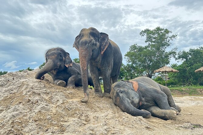 Phuket: Elephant Nature Walk - Guided Tour with Transport - Quick hits before you go
