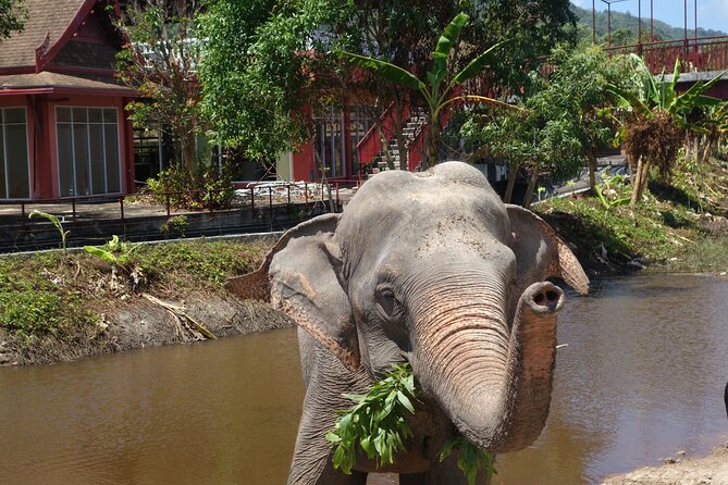 Phuket: Elephant Nature Walk - Guided Tour with Transport - Freedom Elephant Reserve Phuket: what makes this feel different