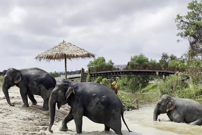 Phuket: Elephant Nature Walk - Guided Tour with Transport - River time: watching elephants cool off and play
