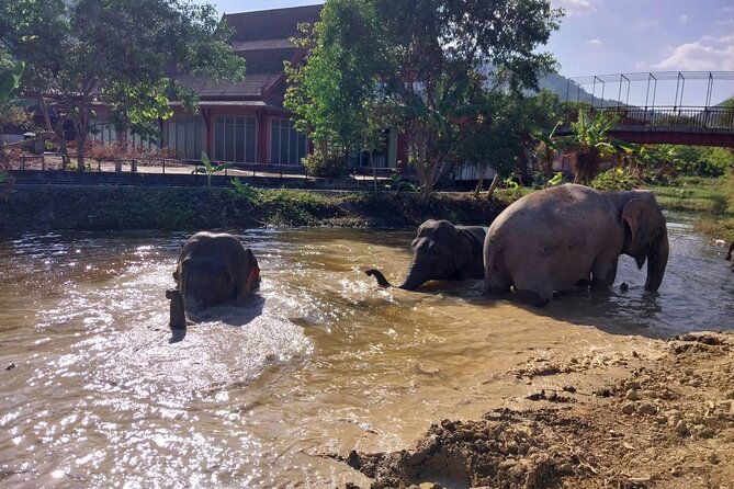 Phuket: Elephant Nature Walk - Guided Tour with Transport - Price check: is $52.15 good value for what you get?