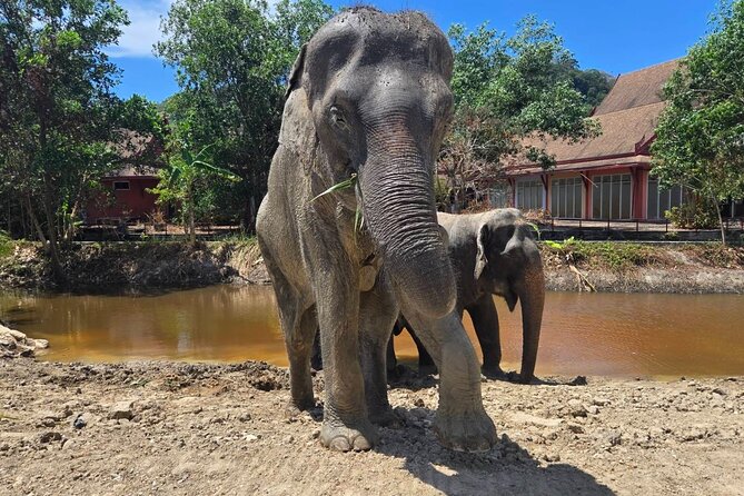 Phuket: Elephant Nature Walk - Guided Tour with Transport - Fruit feeding and bonding time at the feed station