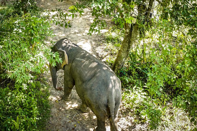 Phuket: Elephant Sanctuary Canopy Walkway Tour - Elephant Sanctuary Canopy Tour: What Makes This Different in Phuket?