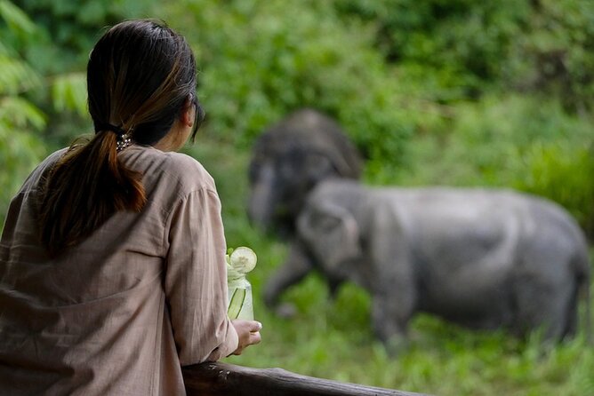 Phuket: Elephant Sanctuary Canopy Walkway Tour - Getting There and Getting Your Bearings at Check-In