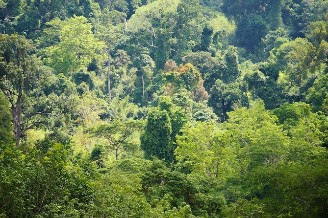 Phuket: Elephant Sanctuary Canopy Walkway Tour - The Canopy Walk (500 Meters): Views Without Forcing Contact