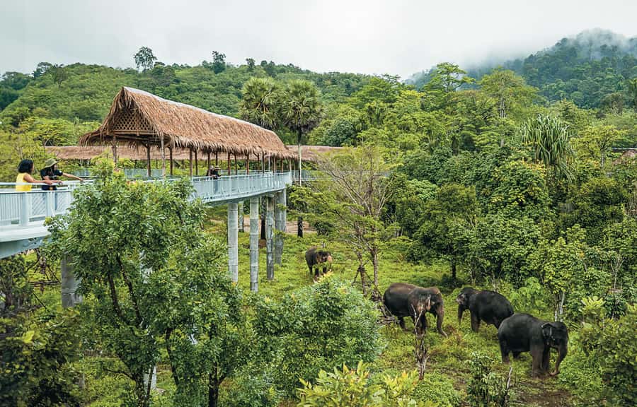 Phuket: Elephant Sanctuary Canopy Walkway Tour - Snacks, Iced Soda, and the Quiet Perks That Matter