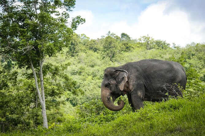 Phuket: Elephant Sanctuary Canopy Walkway Tour - Documentary First: Why It Changes How You Watch Elephants
