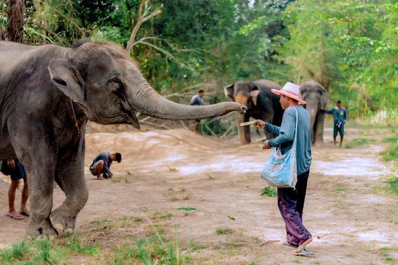 Phuket: Elephant Sanctuary Feed and Bathe Gentle Giants - Phuket Elephant Sanctuary Feed and Bathe Gentle Giants: The Real Feel