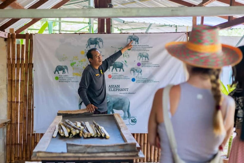 Phuket: Elephant Sanctuary Feed and Bathe Gentle Giants - Arrival and Elephant Introductions: Names, Stories, and Calm Energy