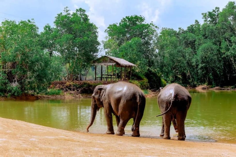 Phuket: Elephant Sanctuary Feed and Bathe Gentle Giants - The Feeding Basket: Hands-On, Nutritious, and Surprisingly Educational