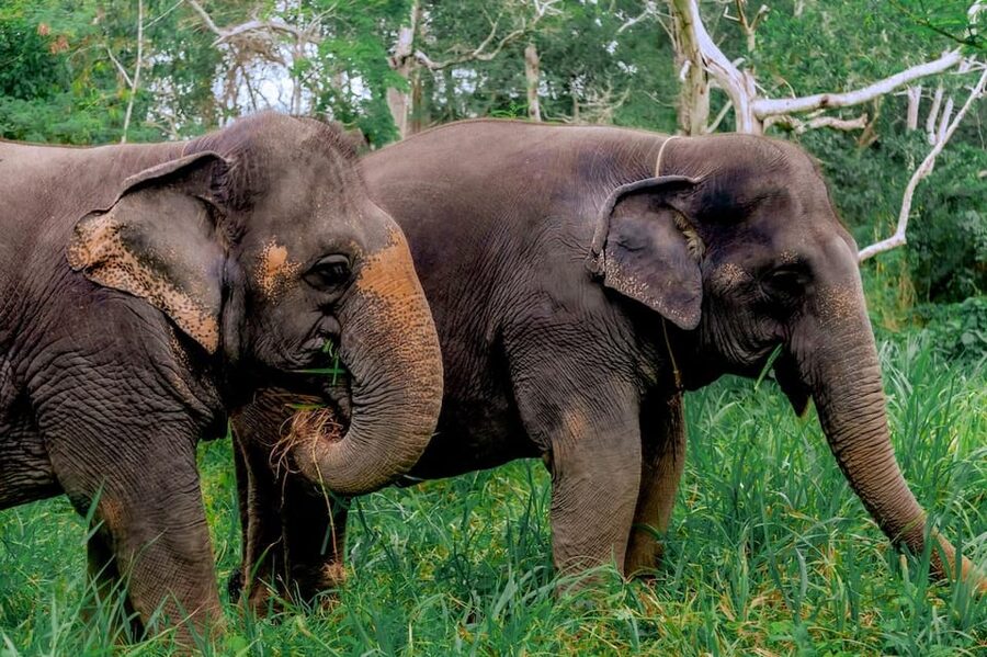 Phuket: Elephant Sanctuary Feed and Bathe Gentle Giants - Unlimited Photos: How to Get Great Shots Without Rushing Yourself