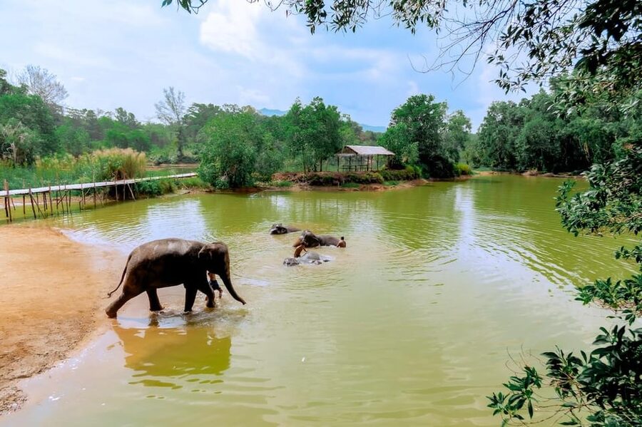 Phuket: Elephant Sanctuary Feed and Bathe Gentle Giants - River Time: Watching the Gentle Giants Splash and Bathe