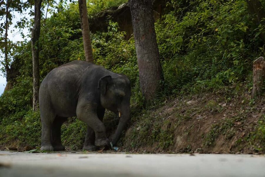 Phuket: Elephant Sanctuary Guided Tour with Hotel Transfers - Why No Riding or Bathing Is a Big Deal