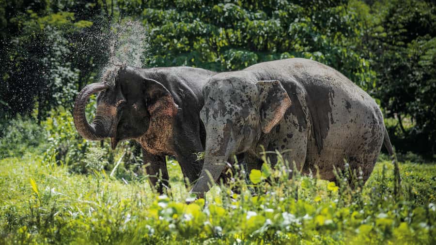 Phuket Elephant Sanctuary: Half-Day with Vegetarian Meal - Ethical Elephant Tourism at Phuket Elephant Sanctuary: What You’re Actually Buying