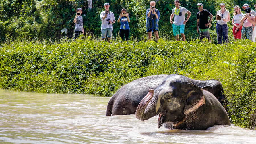 Phuket Elephant Sanctuary: Half-Day with Vegetarian Meal - Getting There Without Stress: Transfers, Parking, and the Meeting Point
