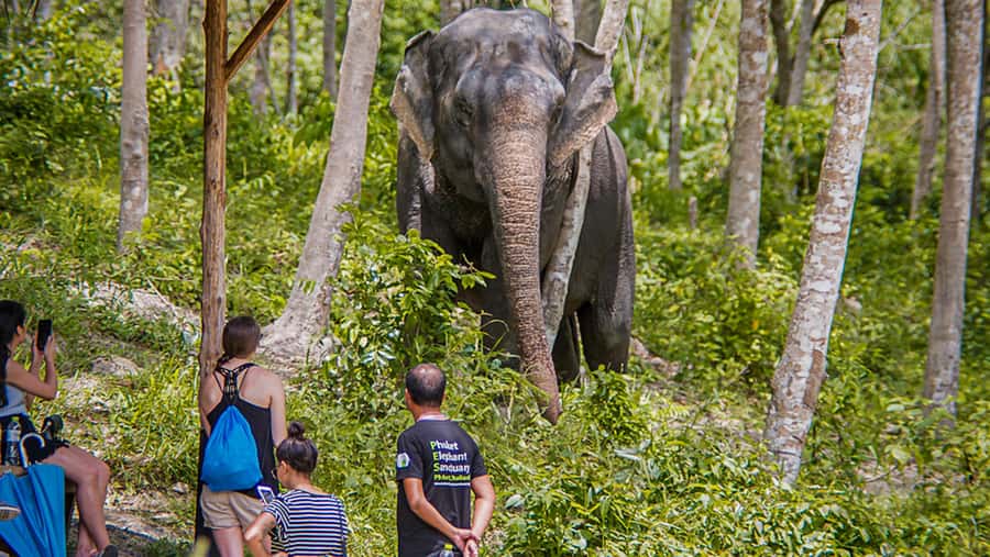 Phuket Elephant Sanctuary: Half-Day with Vegetarian Meal - The Elephant Feeding Moment: Fruit Baskets Until 31 March 2026