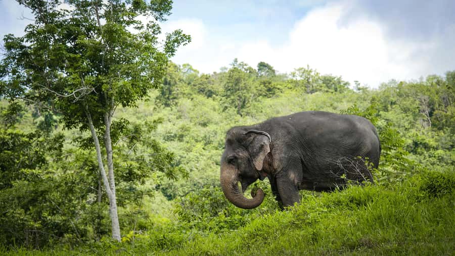 Phuket Elephant Sanctuary: Half-Day with Vegetarian Meal - Walking Thailand’s Longest Canopy Walkway While Elephants Roam Below