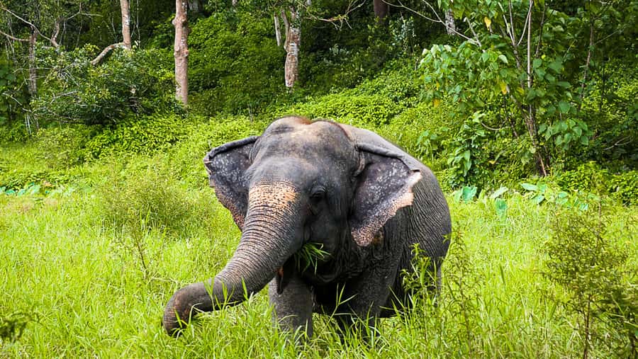 Phuket Elephant Sanctuary: Half-Day with Vegetarian Meal - Elephant Viewing the Ethical Way: Foraging, Bathing, and Personal Stories