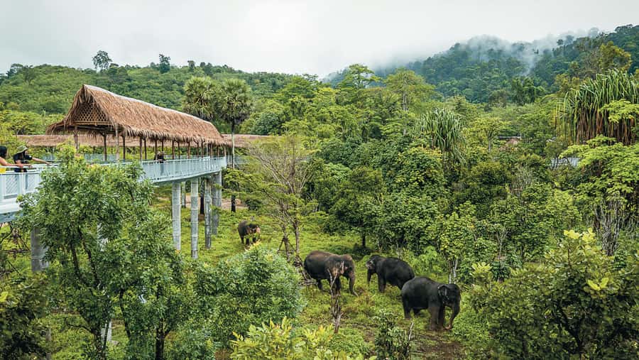 Phuket Elephant Sanctuary: Half-Day with Vegetarian Meal - The Vegetarian Thai Meal: Food That Doesn’t Feel Like a Token