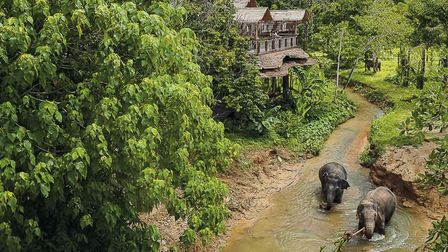 Phuket Elephant Sanctuary: Half-Day with Vegetarian Meal - Who This Tour Fits Best (And Who Might Want a Different Day)