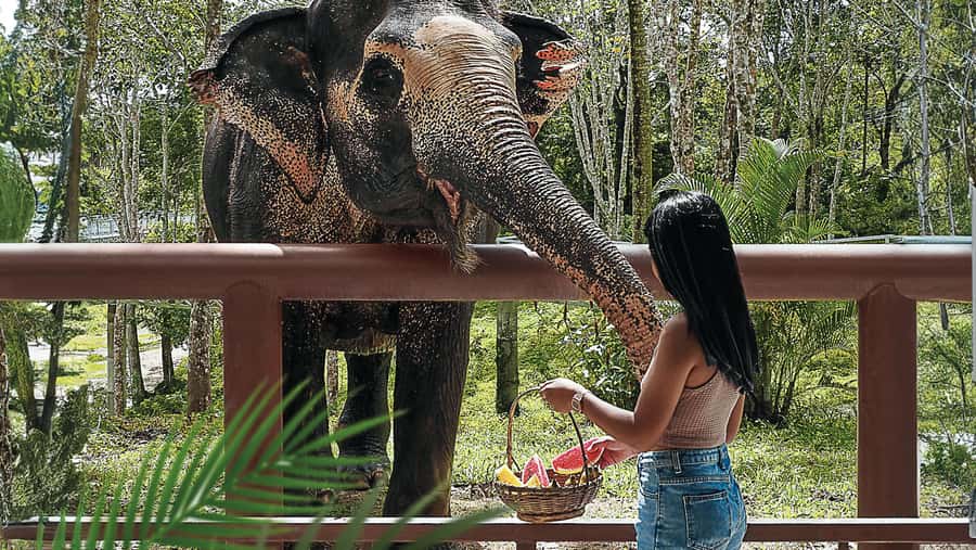 Phuket Elephant Sanctuary: Half-Day with Vegetarian Meal - Tree Top Lounge and the Start of the Day: Snacks, Video, and Setting Expectations
