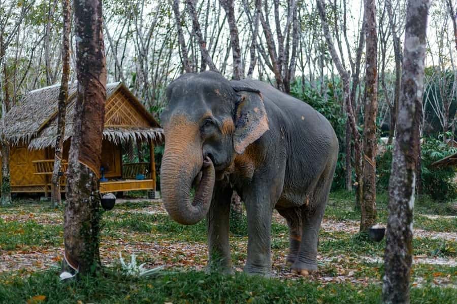 Phuket: Elephant Sanctuary Tour, Cooking Class & Lunch - FAQ