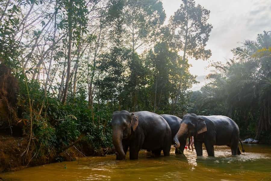 Phuket: Elephant Sanctuary Tour, Cooking Class & Lunch - Sai Rung Waterfall: a short visit with real viewing value