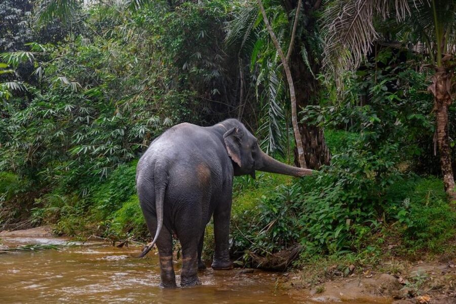 Phuket: Elephant Sanctuary Tour, Cooking Class & Lunch - Price and logistics: is $102 worth it?