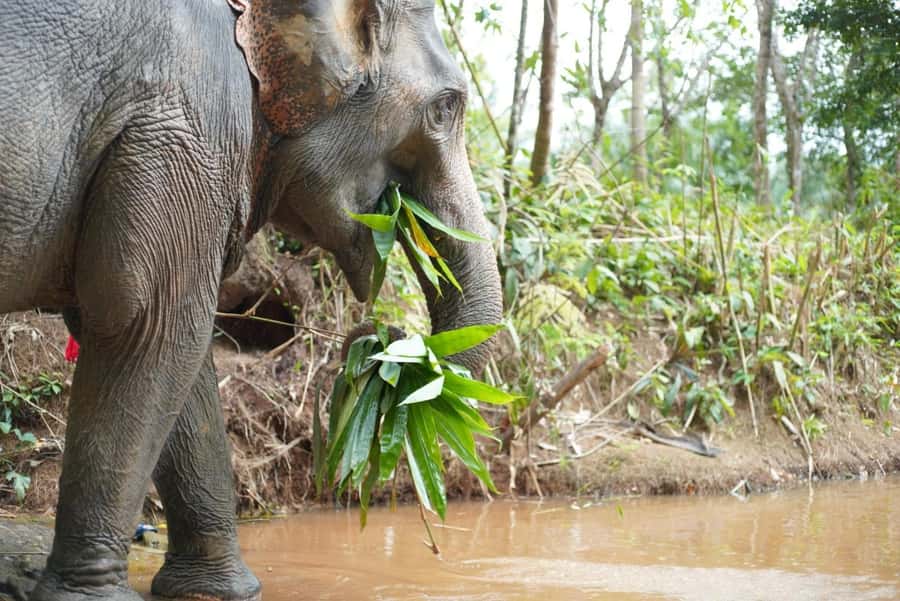 Phuket: Elephant Sanctuary Tour, Cooking Class & Lunch - Who should book this Phuket elephant sanctuary day