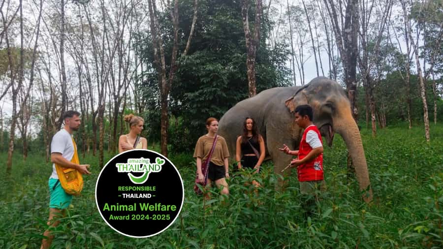Phuket: Elephant Sanctuary Tour, Cooking Class & Lunch - The sanctuary walk: forage lessons and that hands-on grass-cutting moment