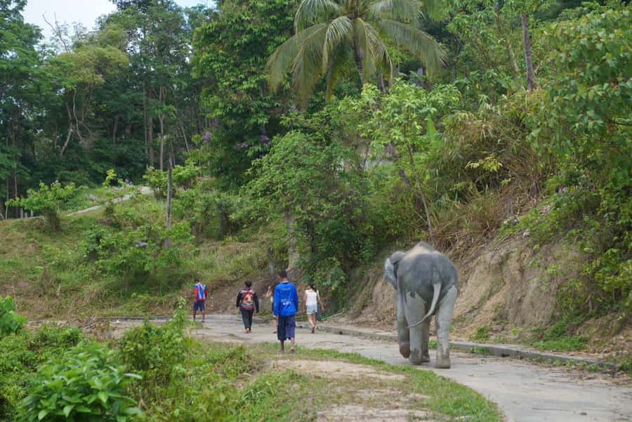 Phuket: Elephant Sanctuary & Zipline Adventure Combo - Practical tips so your day feels smooth