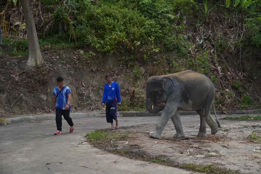 Phuket: Elephant Sanctuary & Zipline Adventure Combo - The zipline portion in Kamala: 16 platforms over the treetops
