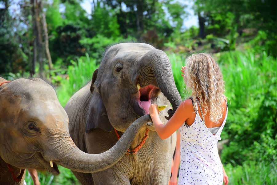 Phuket: Elephant Save & Care Program Tour - Key Things I’d Highlight
