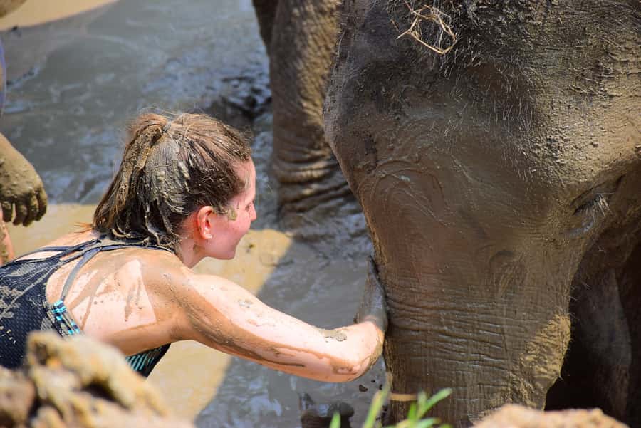 Phuket: Elephant Save & Care Program Tour - Phuket’s Elephant Save & Care Program: More Than a Quick Photo Stop