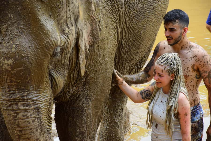 Phuket: Elephant Save & Care Program Tour - Feeding the Elephants: Baskets, Hand-Feeding, and Stories for Each Animal