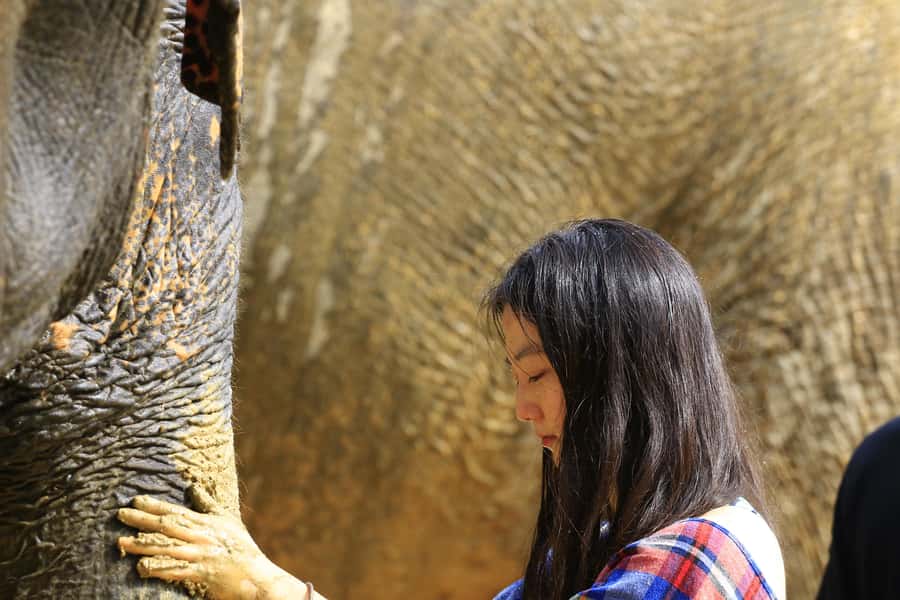 Phuket: Elephant Save & Care Program Tour - Bathing in the Natural Pool: Elephant and Water (and How Brushing Works)