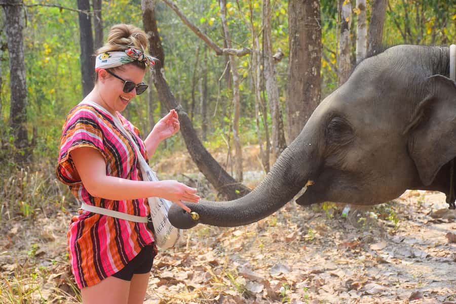Phuket: Elephant Save & Care Program Tour - Lunch Box Break: Pad Thai, Seasonal Fruit, and a Quick Reset