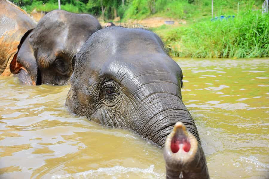 Phuket: Elephant Save & Care Program Tour - Photos, Videos, and the Little Extras That Change the Value