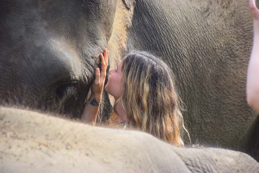 Phuket: Elephant Save & Care Program Tour - Getting There: Pickup Windows and a Day That Moves Fast