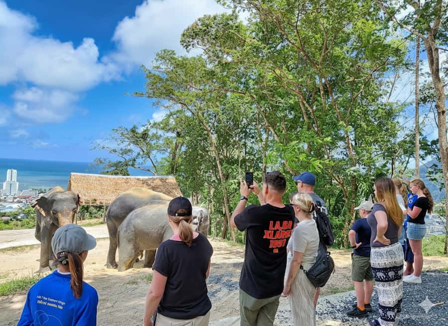 Phuket: Ethical Elephant Sanctuary Experience - Elephant Health Check Demonstration: Seeing Care Up Close