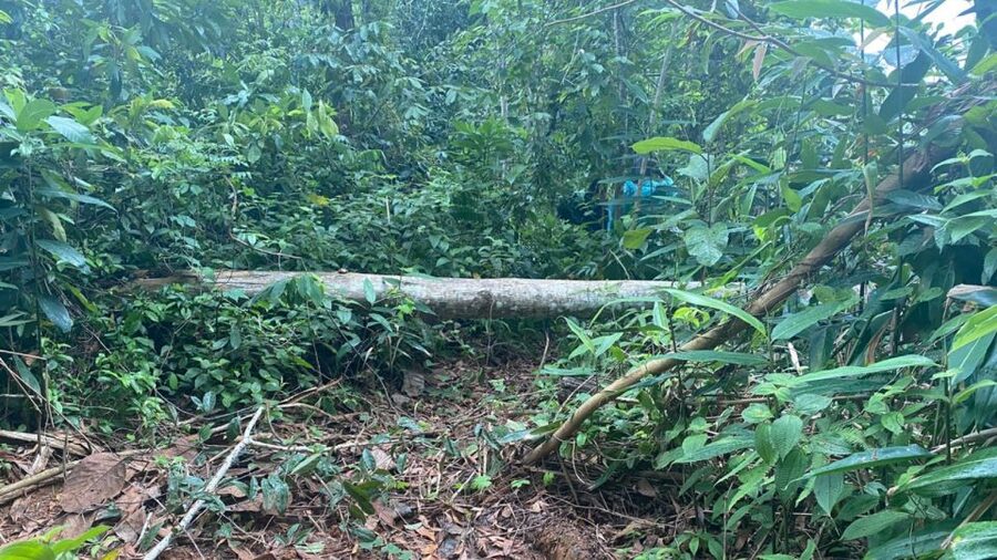 Phuket: Ethical Elephant Sanctuary Experience - The Jungle Walk Side by Side: Respectful, Guided, and Real