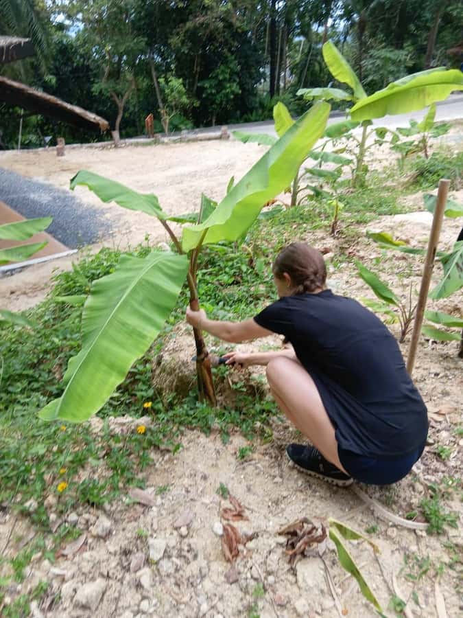 Phuket: Ethical Elephant Sanctuary Experience - Price and Value: What You’re Paying For in 4 Hours