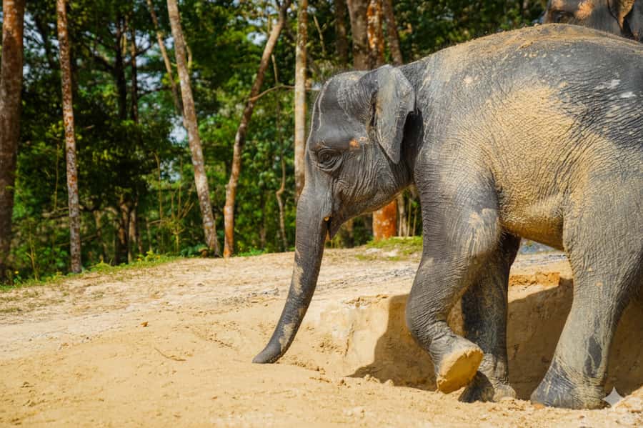 Phuket: Ethical Elephant Sanctuary Experience - Arriving at Phang Nga Elephant Park: Transfers, Outfits, and First Safety Steps