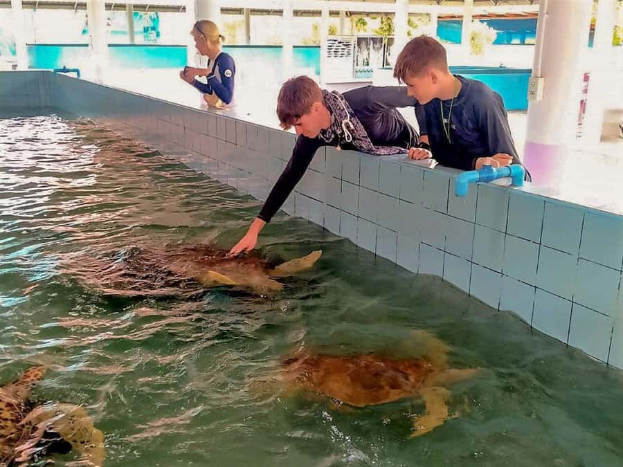 Phuket Ethical Nature Adventure: Rafting, Turtles & Elephant - Phuket to Phang Nga: A Long Day, but Well-Spaced